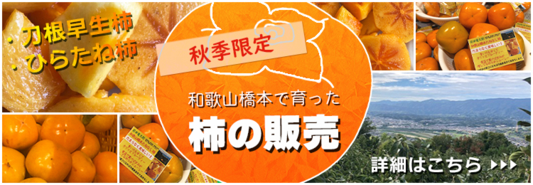 和歌山橋本で栽培している刀根早生柿・平たね柿